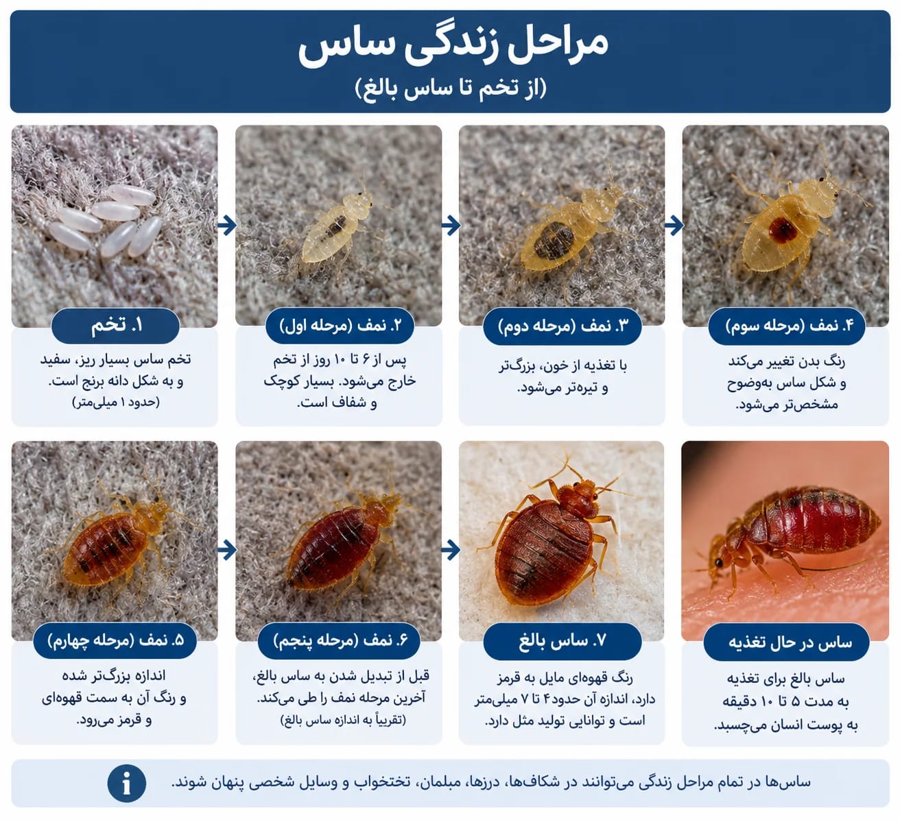 سمپاشی ساس